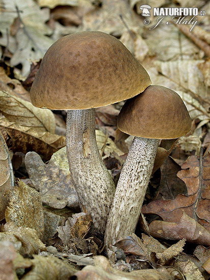 kozák hrabový (Leccinum pseudoscabrum)