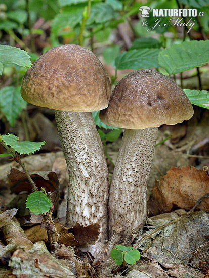 kozák hrabový (Leccinum pseudoscabrum)