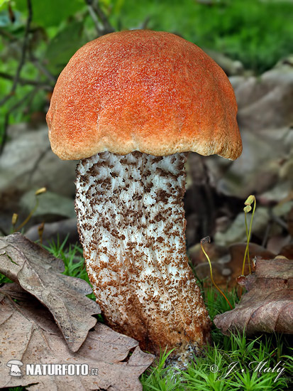 kozák hrdzavohlúbikový (Leccinum aurantiacum)