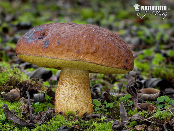 kozák korzický (Leccinellum corsicum)