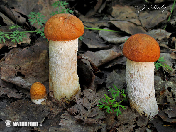 kozák osikový (Leccinum rufum)