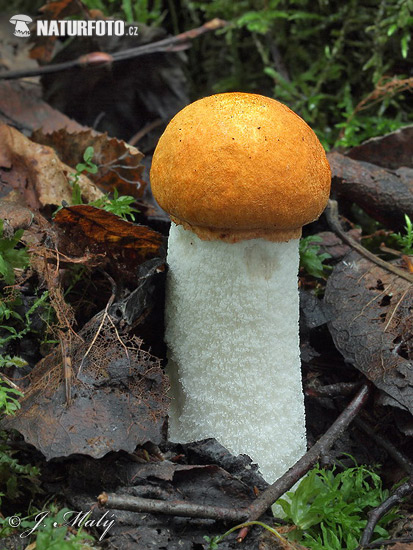 kozák osikový (Leccinum rufum)