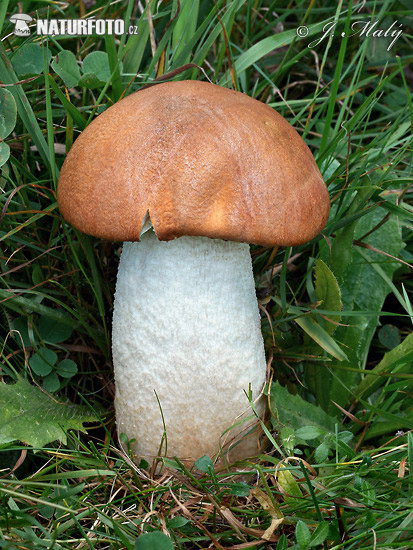 kozák osikový (Leccinum rufum)