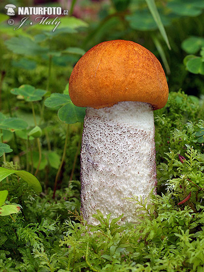 kozák osikový (Leccinum rufum)