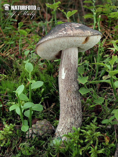 kozák rozličnofarebný (Leccinum variicolor)