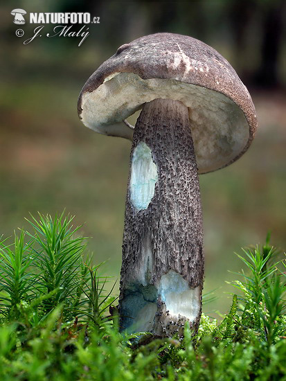 kozák rozličnofarebný (Leccinum variicolor)