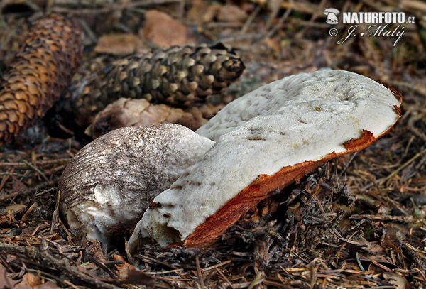 kozák smrekový (Leccinum piceinum)