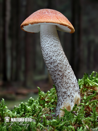 kozák smrekový (Leccinum piceinum)