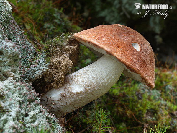 kozák smrekový (Leccinum piceinum)