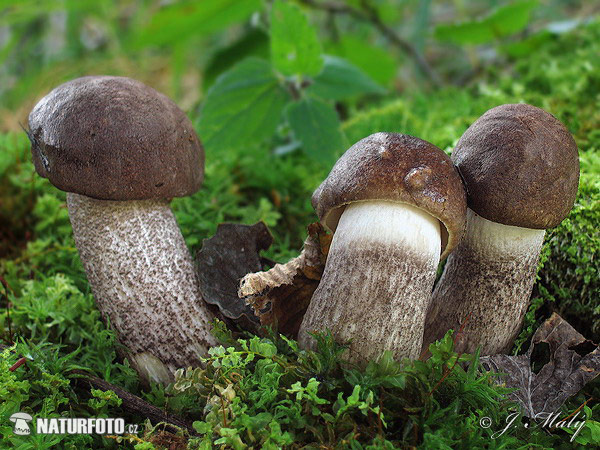 kozák topoľový (Leccinum duriusculum)