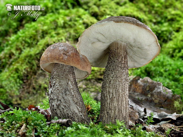 kozák topoľový (Leccinum duriusculum)