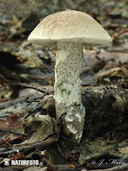 kozák topoľový (Leccinum duriusculum)