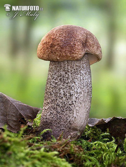 kozák topoľový (Leccinum duriusculum)