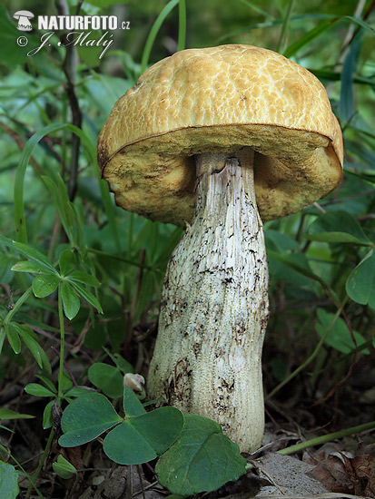 kozák žltopórový (Leccinum crocipodium)