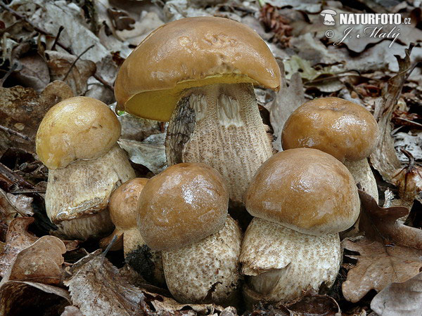 kozák žltopórový (Leccinum crocipodium)