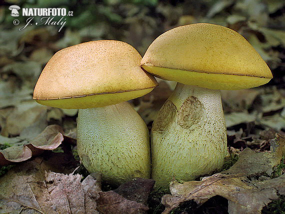 kozák žltopórový (Leccinum crocipodium)