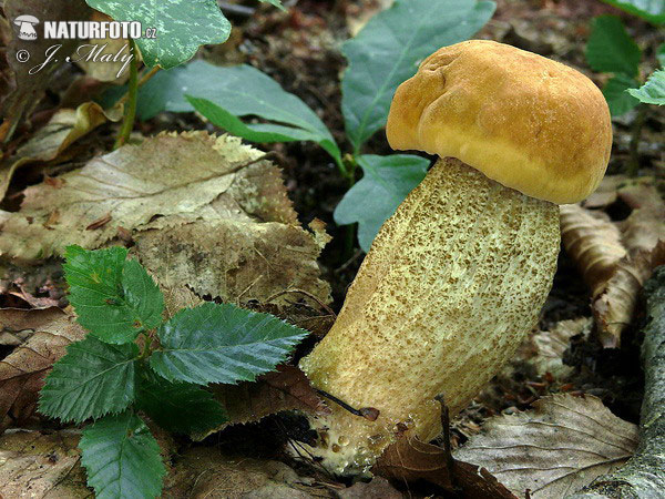 kozák žltopórový (Leccinum crocipodium)