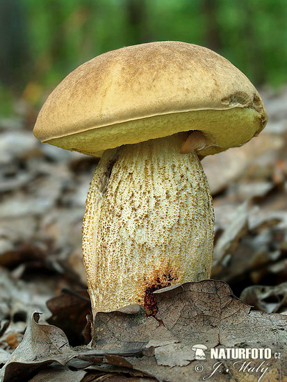 kozák žltopórový (Leccinum crocipodium)