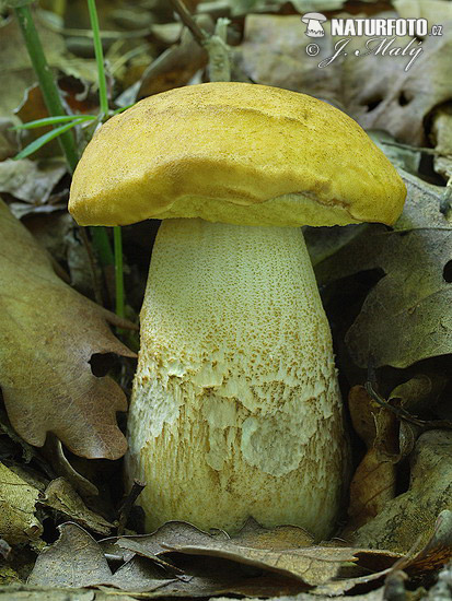 kozák žltopórový (Leccinum crocipodium)