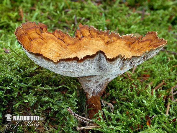 kožovník pásikavý (Coltricia perennis)