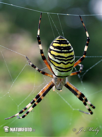 Križiak pruhovaný (Argiope bruennichi)