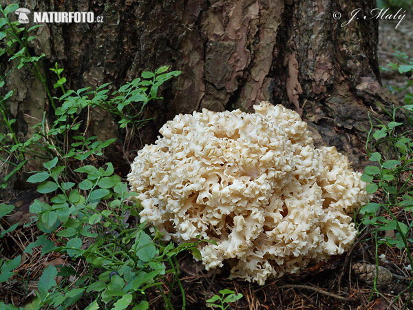 kučierka veľká (Sparassis crispa)