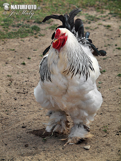 Kura domáca (Gallus gallus f. domesticus)