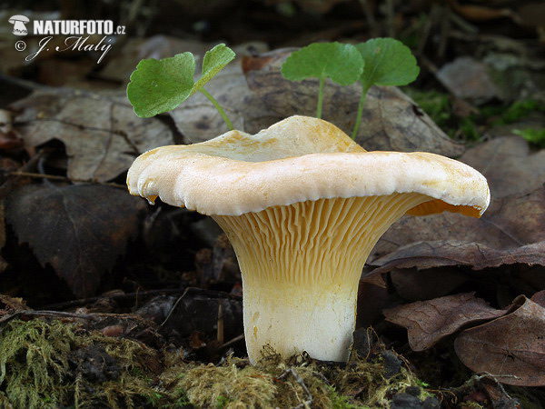 kuriatko bledé (Cantharellus subpruinosus)