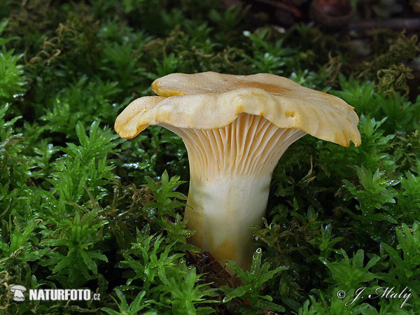 kuriatko bledé (Cantharellus subpruinosus)