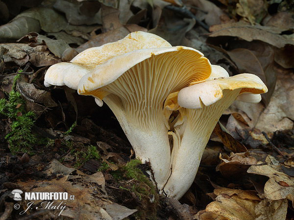 kuriatko bledé (Cantharellus subpruinosus)