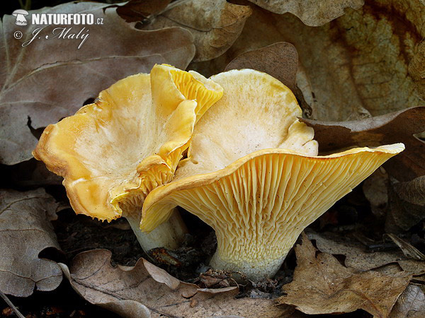 kuriatko bledé (Cantharellus subpruinosus)