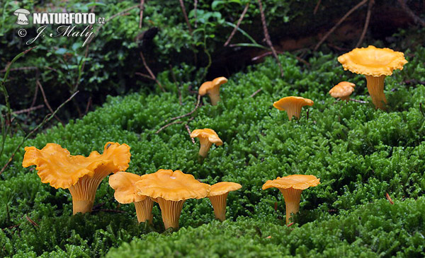 kuriatko jedlé (Cantharellus cibarius)