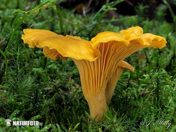 kuriatko jedlé (Cantharellus cibarius)