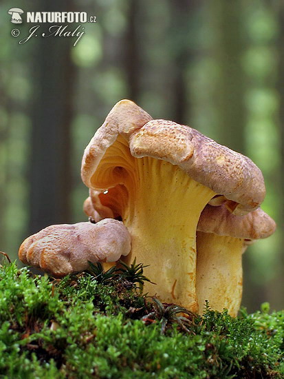 kuriatko jedlé ametystové (Cantharellus amethysteus)