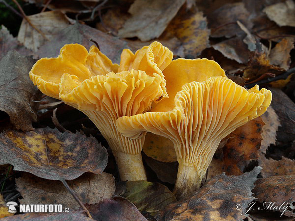 kuriatko jedlé (Cantharellus cibarius)