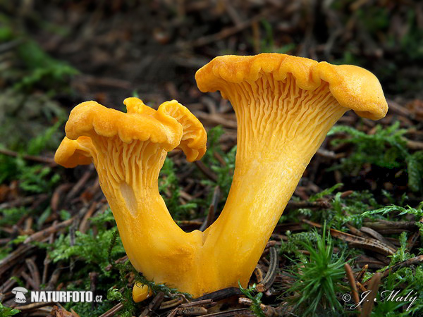 kuriatko jedlé (Cantharellus cibarius)