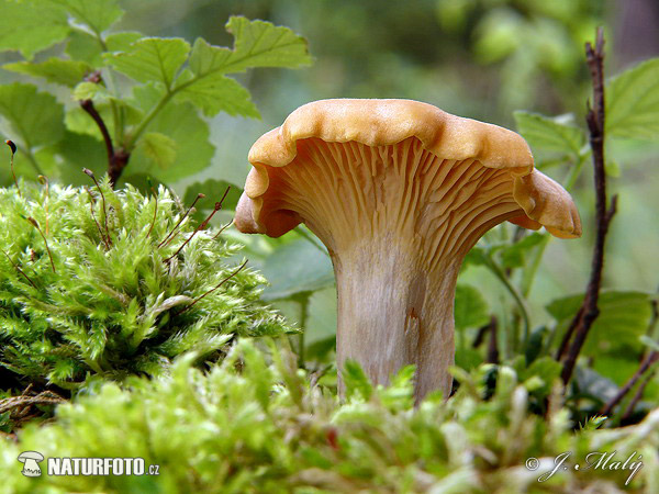 kuriatko jedlé (Cantharellus cibarius)