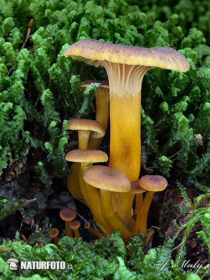 kuriatko lievikovité (Craterellus tubaeformis)