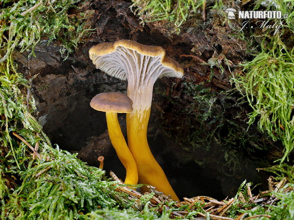 kuriatko lievikovité (Craterellus tubaeformis)