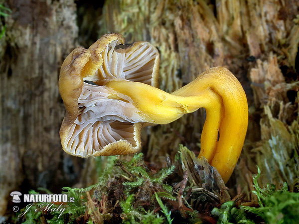 kuriatko lievikovité (Craterellus tubaeformis)