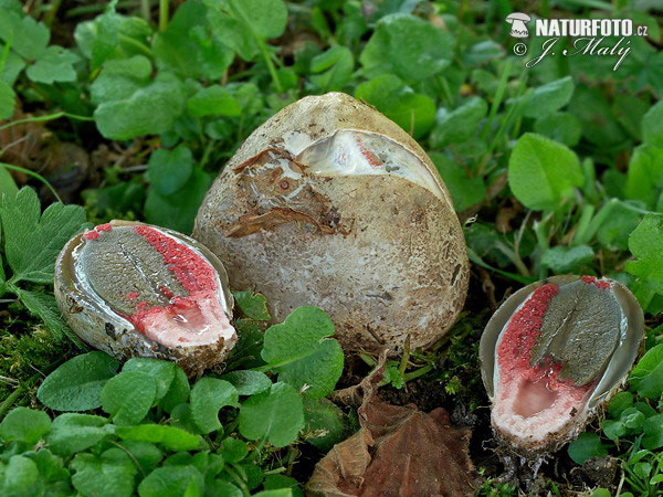 Kvetovec Archerov (Clathrus archeri)