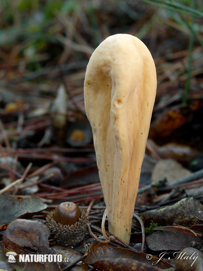 kyjak obrovský (Clavariadelphus pistillaris)