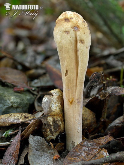 kyjak obrovský (Clavariadelphus pistillaris)