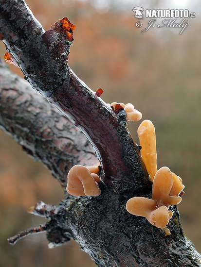 kyjovka (Macrotyphula fistulosa var. contorta)