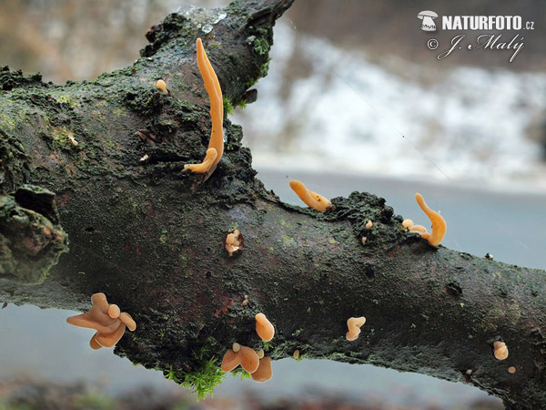 kyjovka (Macrotyphula fistulosa var. contorta)