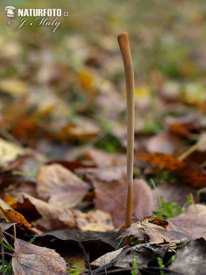 kyjovka rúrkovitá (Macrotyphula fistulosa var. fistulosa)