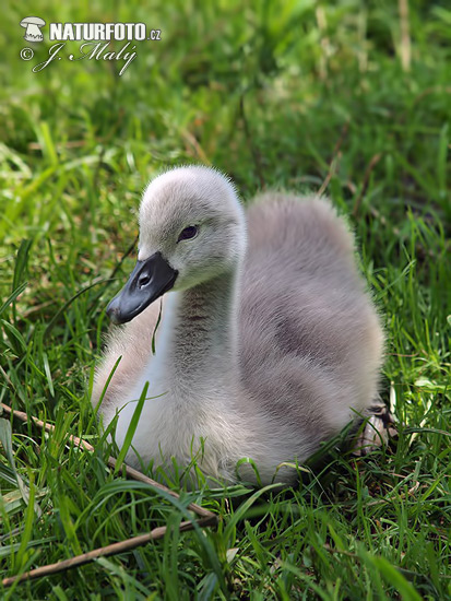 Labuť veľká (Cygnus olor)