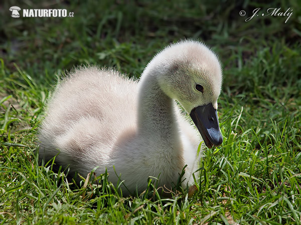 Labuť veľká (Cygnus olor)