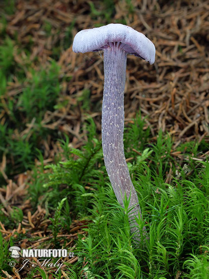 lakovka ametystová (Laccaria amethystina)