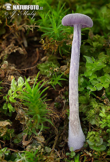 lakovka ametystová (Laccaria amethystina)